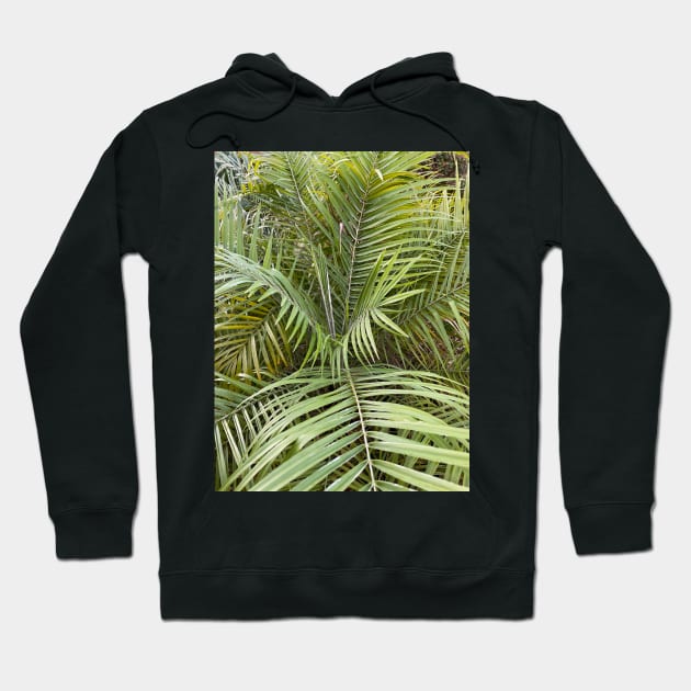 Palm Leaves Hoodie by Sparkleweather